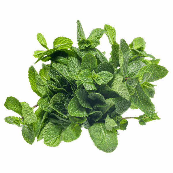 Frische Minze | Bund
